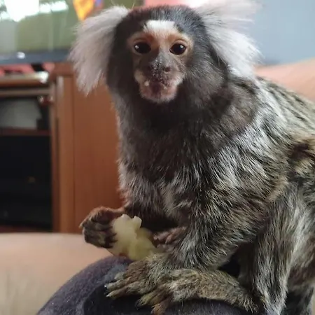 Sofia Apartma Idrija