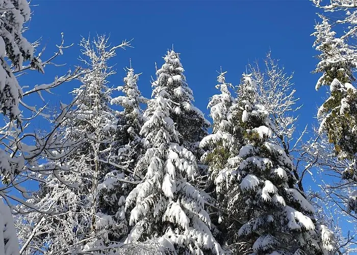 Sofia Апартаменты *