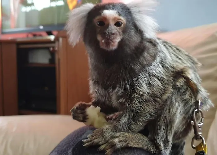 Sofia Lägenhet Idrija